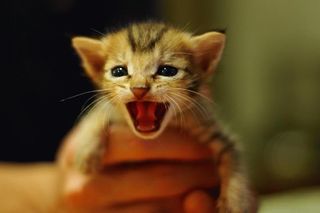 Cutest kitten pic 01