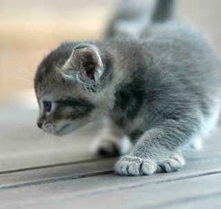 Cutest kitten pic 01