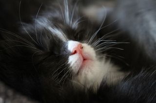 Cutest kitten pic 02