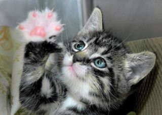 Click on the image to see another cute kitten photo