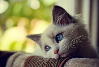 Cutest kitten pic 02