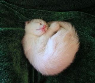 Click on the image to see another cute kitten photo