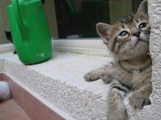 Cutest kitten pic 02