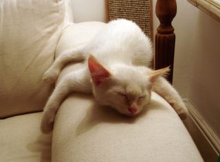 Cutest kitten pic 01