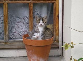 Cutest kitten pic 02