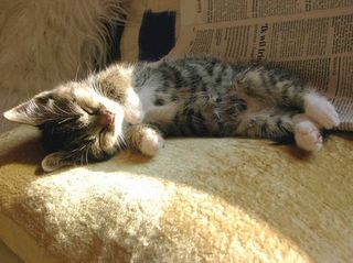 Cutest kitten pic 01