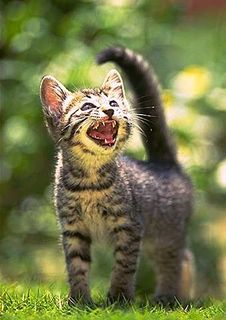 Click on the image to see another cute kitten photo