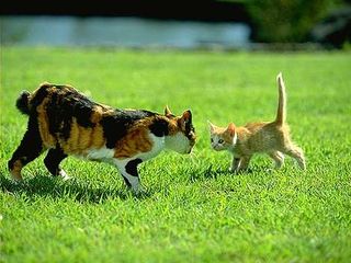 Cutest kitten pic 01