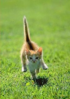 Cutest kitten pic 01