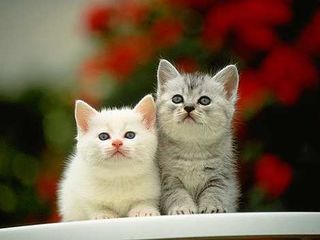 Cutest kitten pic 02