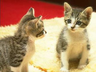 Cutest kitten pic 01
