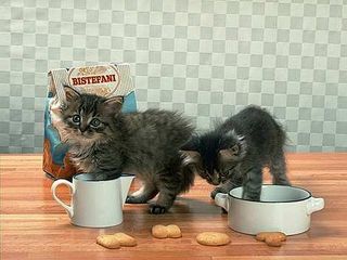 Cutest kitten pic 02