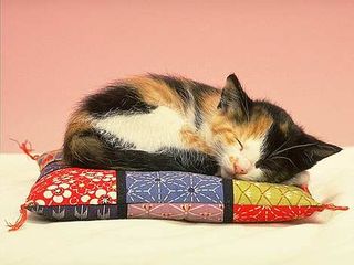 Cutest kitten pic 02