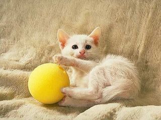 Click on the image to see another cute kitten photo
