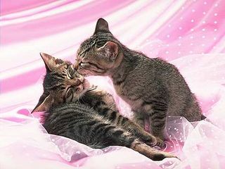 Cutest kitten pic 01