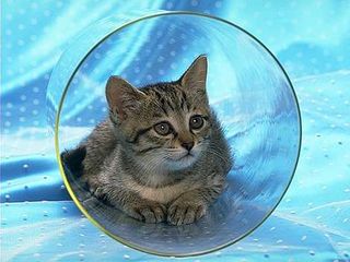 Cutest kitten pic 02