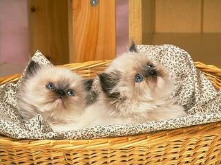 Cutest kitten pic 01