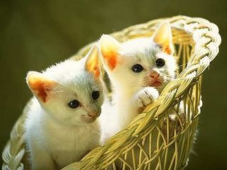 Cutest kitten pic 01