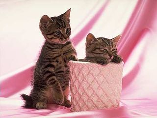 Cutest kitten pic 01