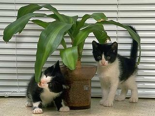 Cutest kitten pic 02