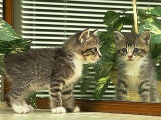 Cutest kitten pic 01