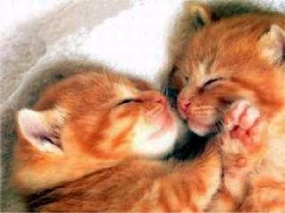 Cutest kitten pic 01