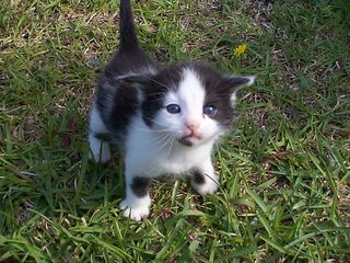 Cutest kitten pic 02