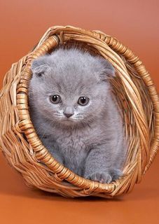 Cutest kitten pic 02