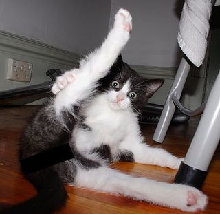 Cutest kitten pic 02