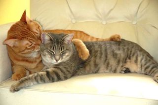 Cutest kitten pic 02