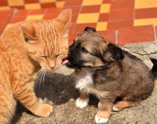 Cutest kitten pic 01