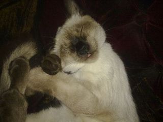 Cutest kitten pic 02