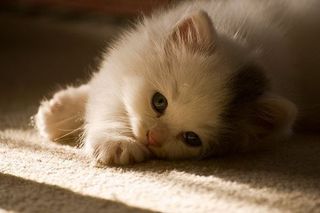 Cutest kitten pic 01