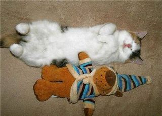 Cutest kitten pic 01