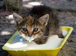 Cutest kitten pic 01