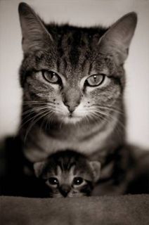 Cutest kitten pic 01