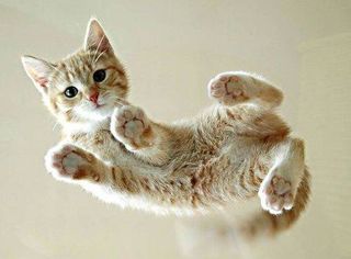 Cutest kitten pic 02