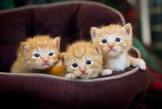 Cutest kitten pic 02