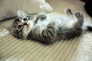 Cutest kitten pic 01