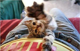 Cutest kitten pic 02