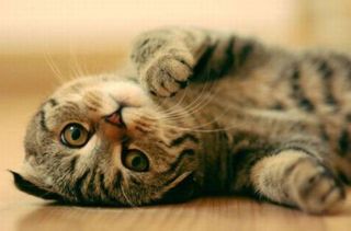 Cutest kitten pic 02