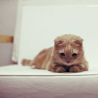 Cutest kitten pic 01