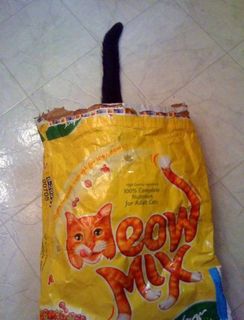 Cutest kitten pic 02