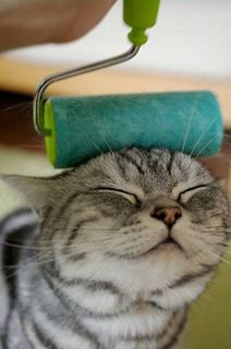 Cutest kitten pic 01