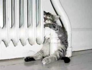 Cutest kitten pic 02