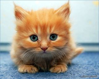 Cutest kitten pic 01