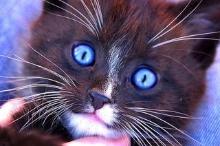 Cutest kitten pic 02