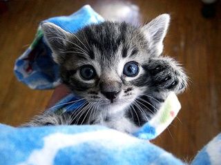 Click on the image to see another cute kitten photo