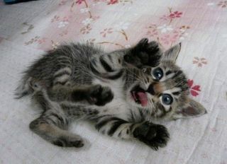 Cutest kitten pic 01