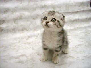 Cutest kitten pic 02